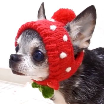 idees de chapeau amusantes pour chiens crochet 2